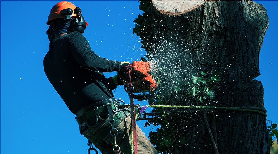 h1 man removing tree with chainsaw