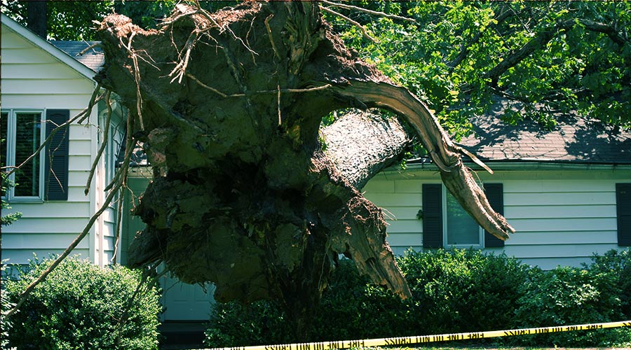 h2 tree fallen over house after storm