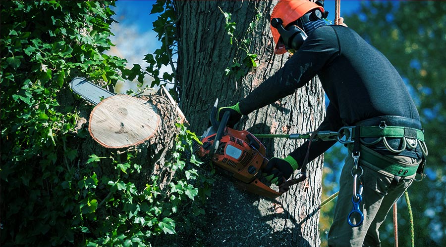 h3 man trimming tree branches with chainsaw