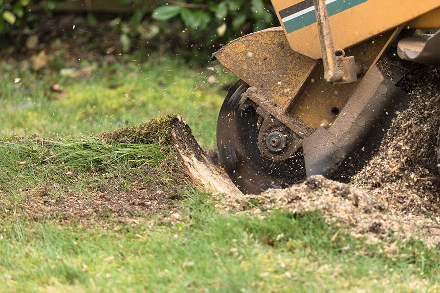 stump grinding