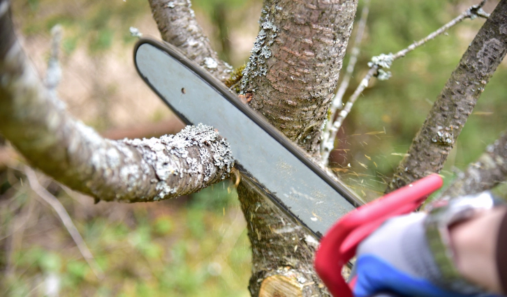 arborist cutting a tree branch dayton md
