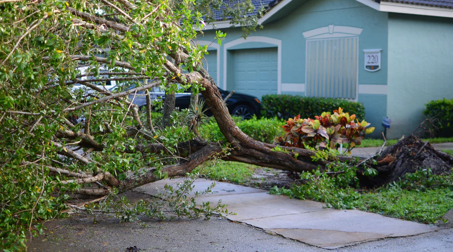 fallen tree after a storm