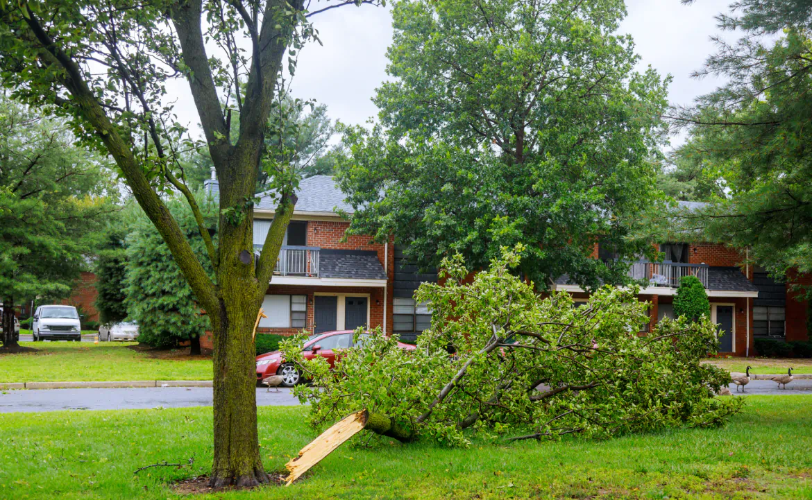 Storm damage cleanup sp 1