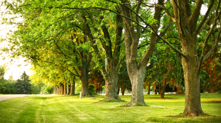 service tree risk assessment