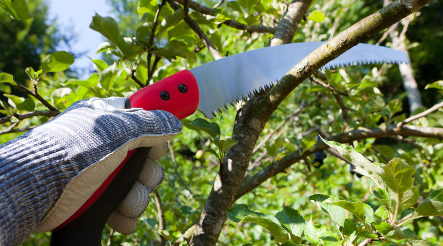 pruning saw