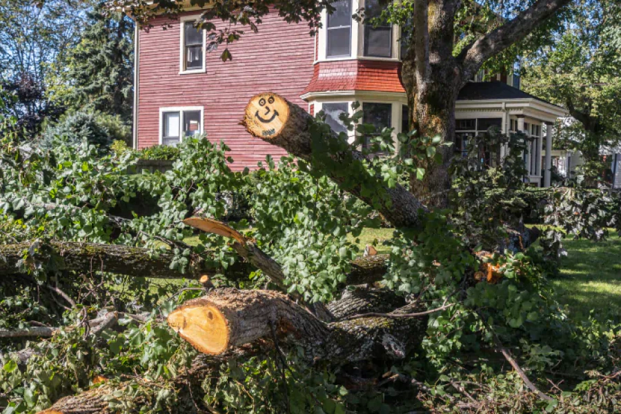 emergency tree services emergency tree services