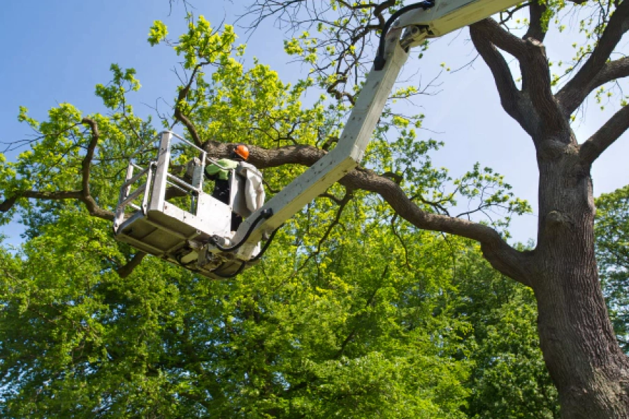 tree risk assessment tree risk assessment