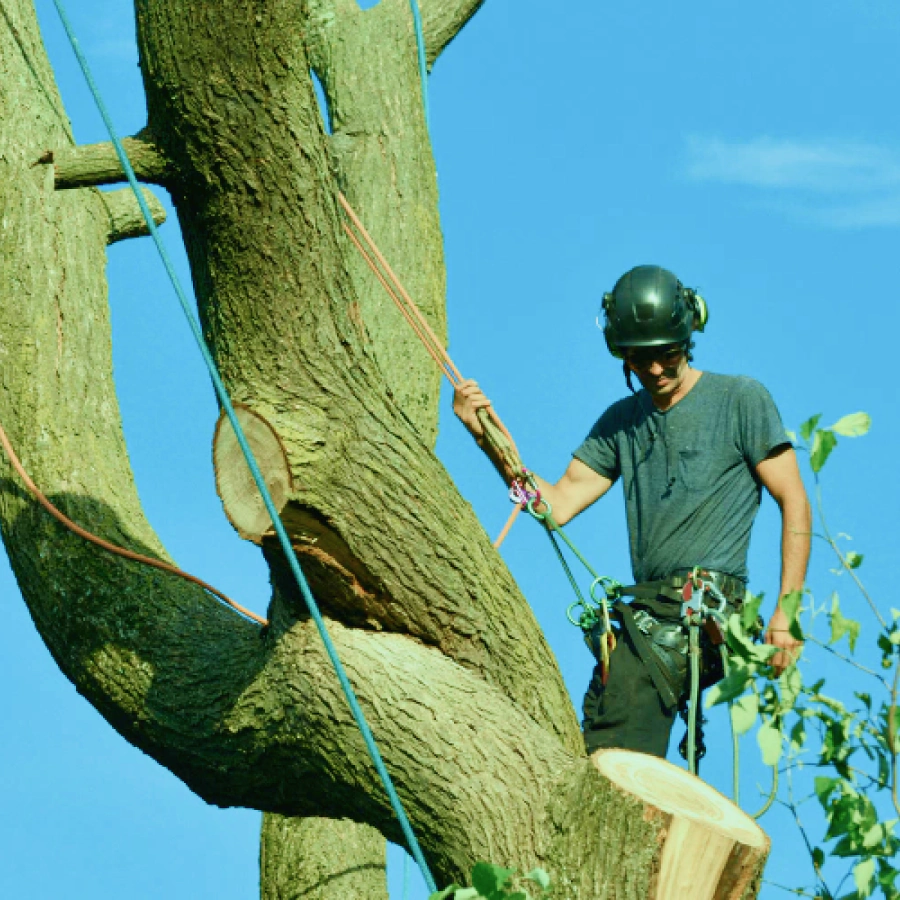 tree services 1