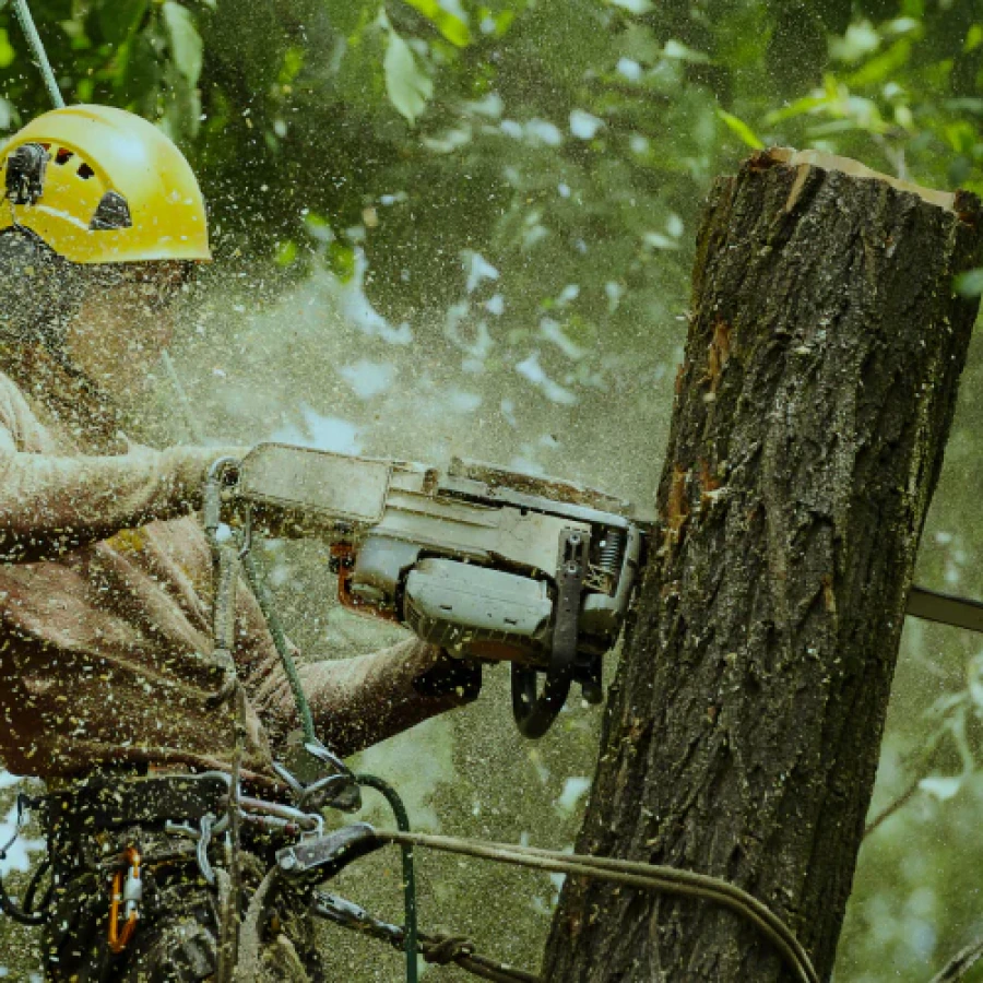 tree services 2