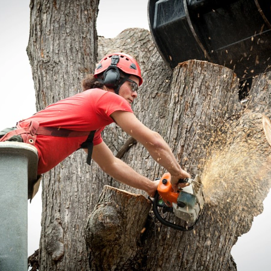 tree services 3